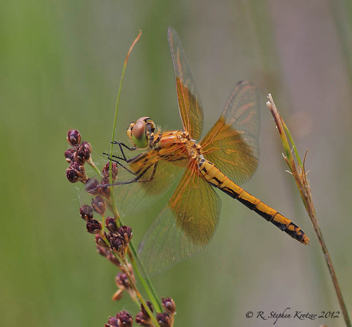 Sympetrum semicinctum, female